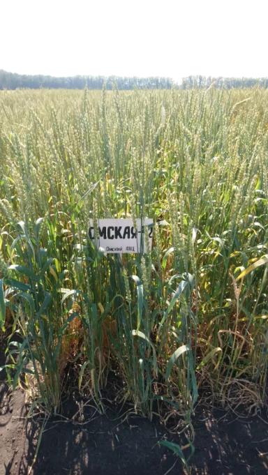 Омская 42 сорт мягкой яровой пшеницы
