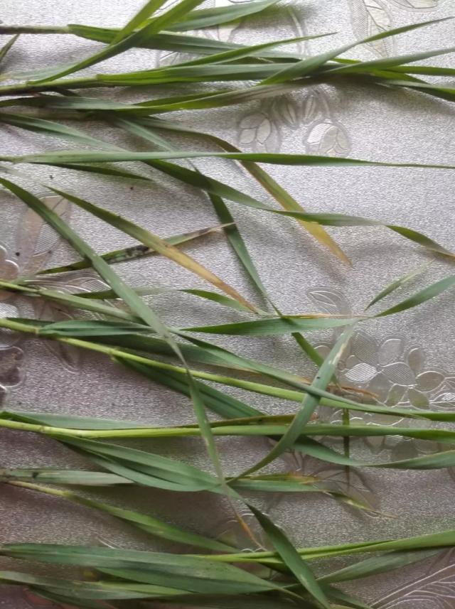 Вопросы из чатов: что с пшеницей?