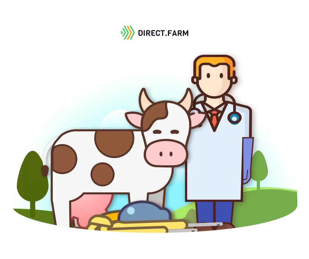 Стоит ли нагнетать воздух в вымя коров?