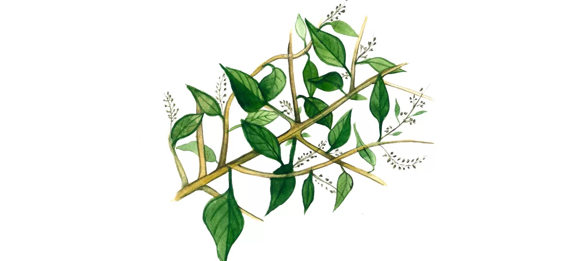 Марь многосемянная