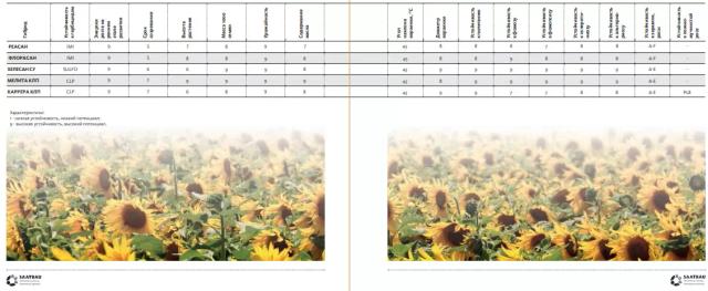 Флорасан  - гибрид подсолнечника (Helianthus annuus L.).