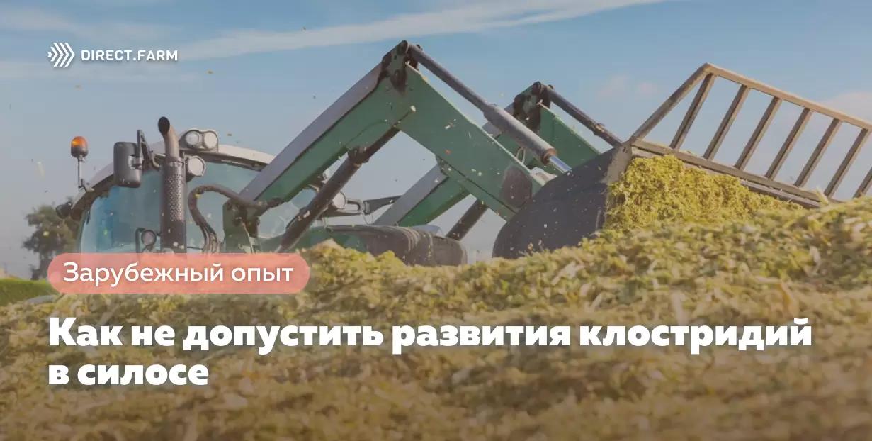 Как не допустить развития клостридий в силосе