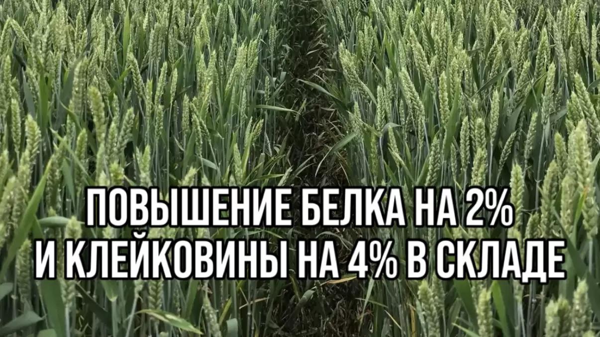 🌾 ПОВЫШЕНИЕ БЕЛКА НА 2% И КЛЕЙКОВИНЫ НА 4% В СКЛАДЕ - МИФ ИЛИ РЕАЛЬНОСТЬ?