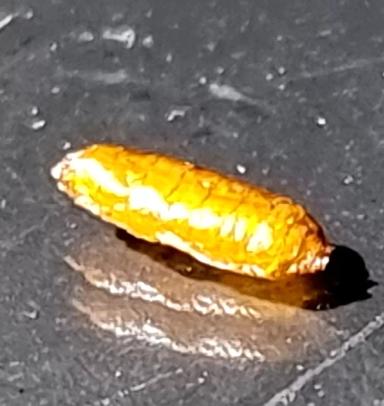 Осмотр озимых перед зимовкой 