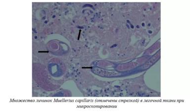 Харвуд – "Ветеринарное руководство по здоровью и благополучию коз". Гл. 10.