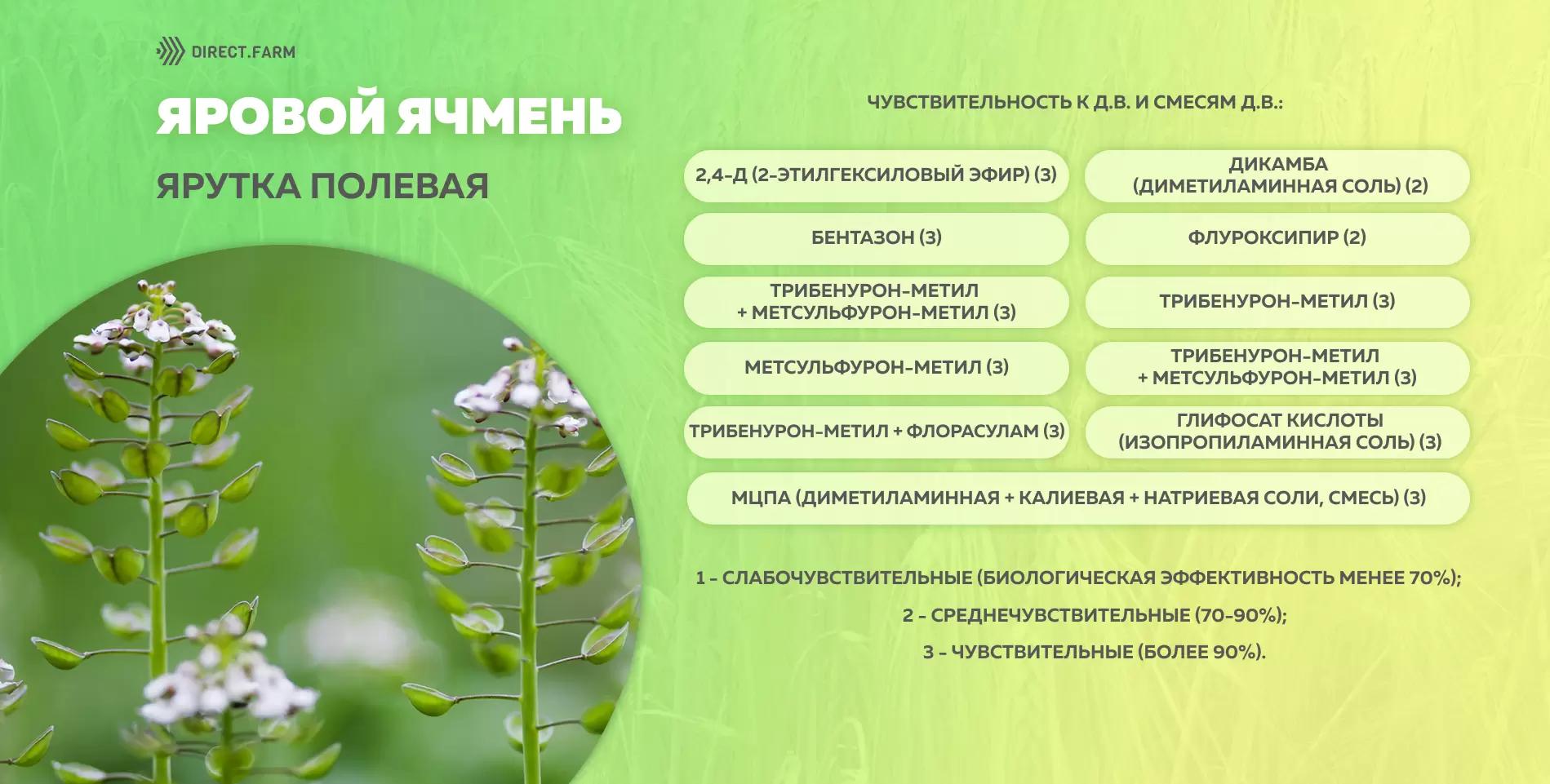 Шпаргалка чувствительности ярутки полевой к д.в. гербицидов