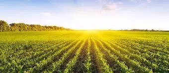 Льготное кредитование АПК в 2022 году вырастет почти в два раза, до 177 млрд руб