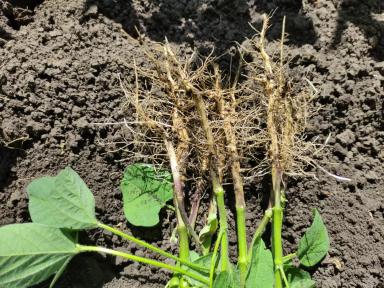 Эффективность обработки семян сои микробиологическим комплексом препаратов BIONA