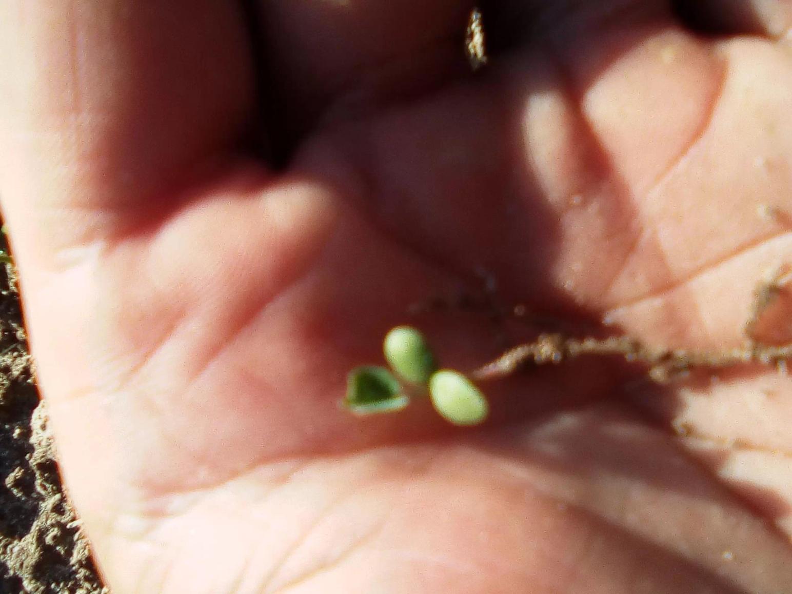 обработки семян клевера и тимофеевки.