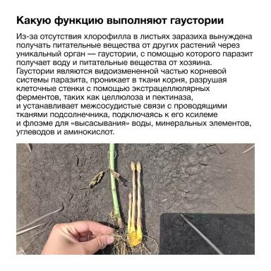 🌻 Как заразиха отбирает жизненные силы у подсолнечника?