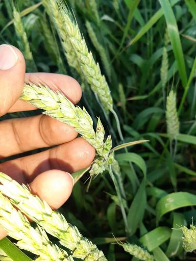 Агромониторинг 