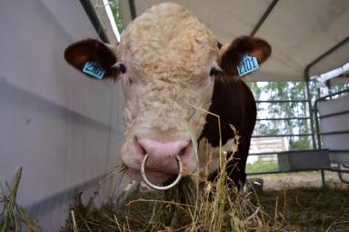 Чем «День поля - 2023» удивил южноуральцев