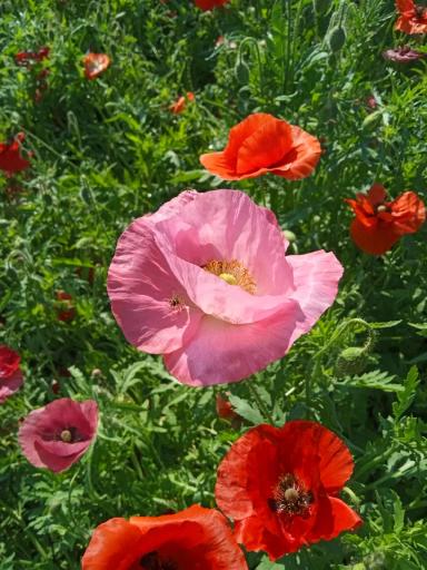 Красота декоративных маков