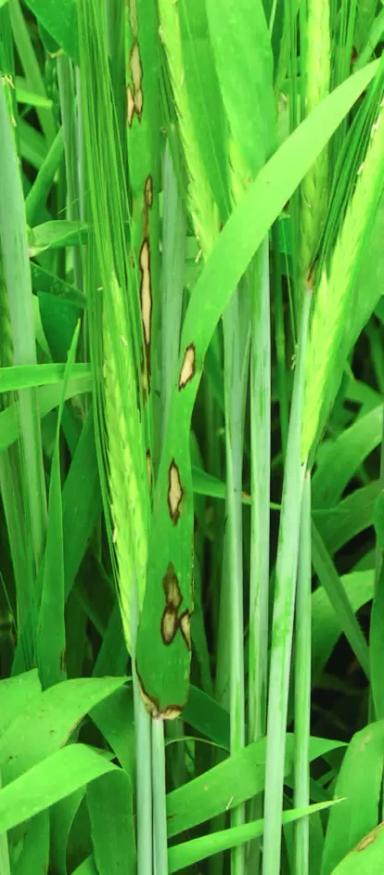 Борьба с ринхоспориозом (ожогом листьев) ячменя