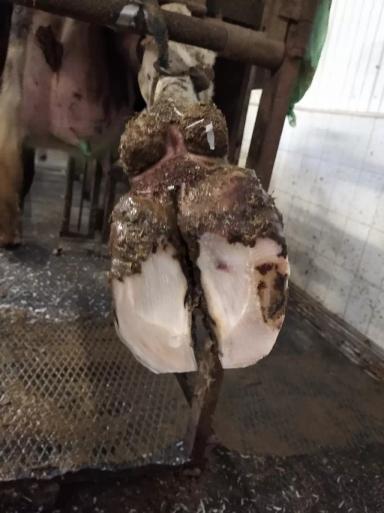 Гипертрофированное копытце