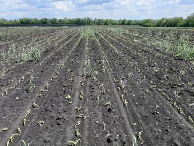 Сравнение эффективности различных гербицидов на кукурузе на зерно