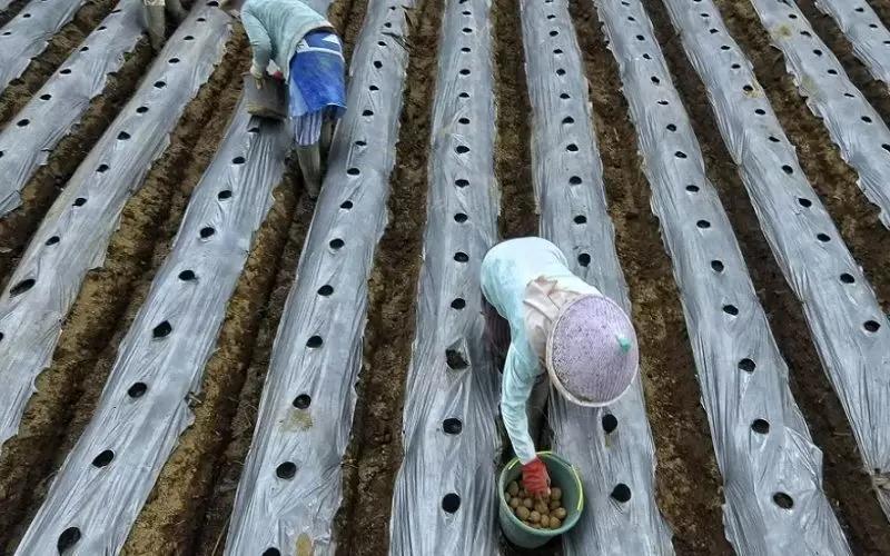 Укрывную биопленку из навоза и льна создали ученые в Китае