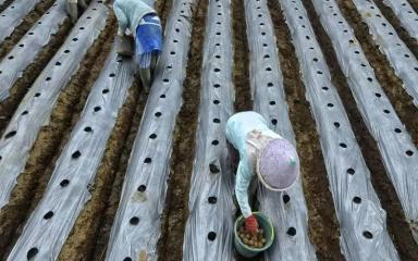 Укрывную биопленку из навоза и льна создали ученые в Китае