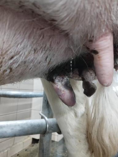 Страшное дело. Отгрызаны Соски