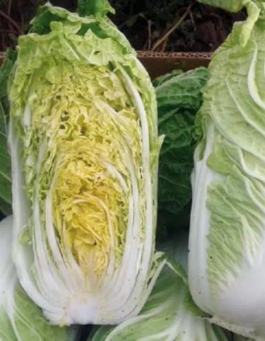 Натсуки  F1 (NATSUKI)