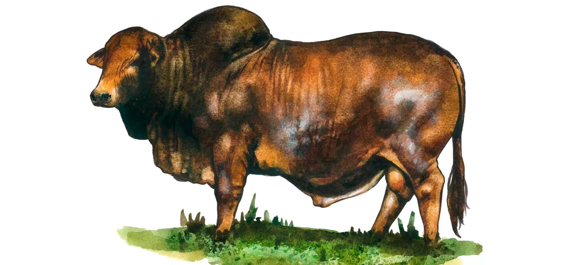 Боран – порода зебу