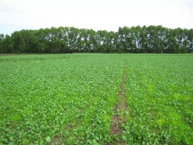 Эксперимент. Выращивание ярового рапса в зерновом севообороте.