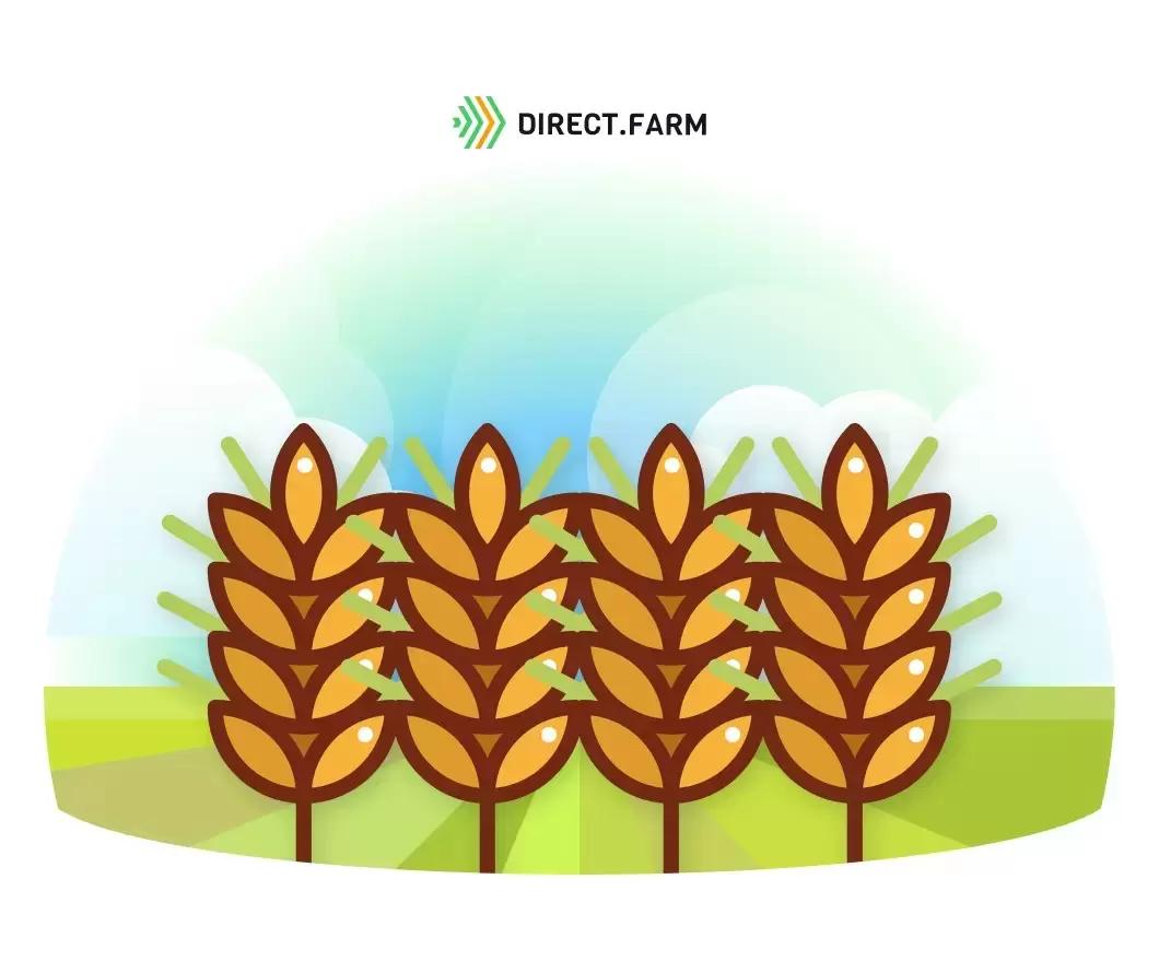 Причины прорастания зерна на корню