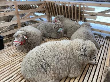 Дагестанская горная порода овец