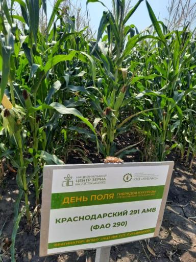 Краснодарский 291 АМВ