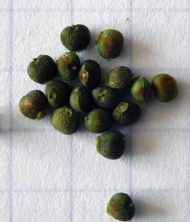 Дымянка лекарственная (аптечная)