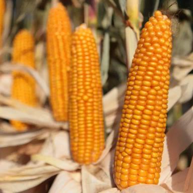 КВС Нестор® - гибрид кукурузы ( Zea mays L.).