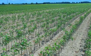 Об ассортименте подвоев яблони