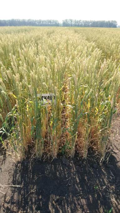 Омская 44 сорт мягкой яровой пшеницы