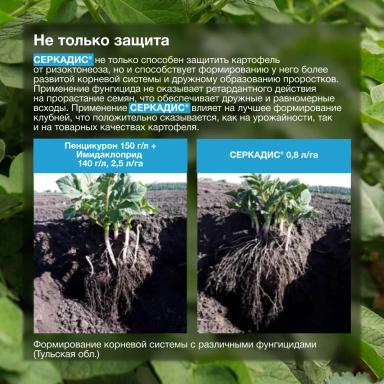 Надёжная защита от ризоктониоза