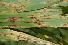 Сетчатая пятнистость ячменя