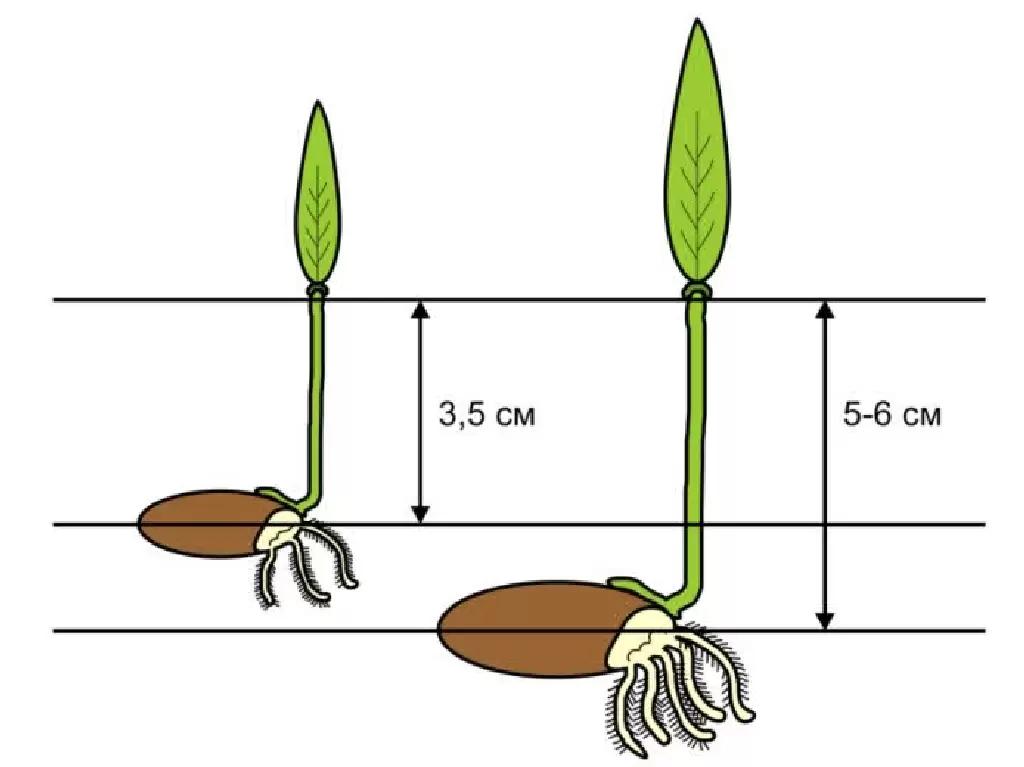 корни зародыши фуролан