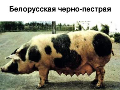 Белорусская черно-пестрая порода свиней