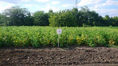 Славия сорт сои