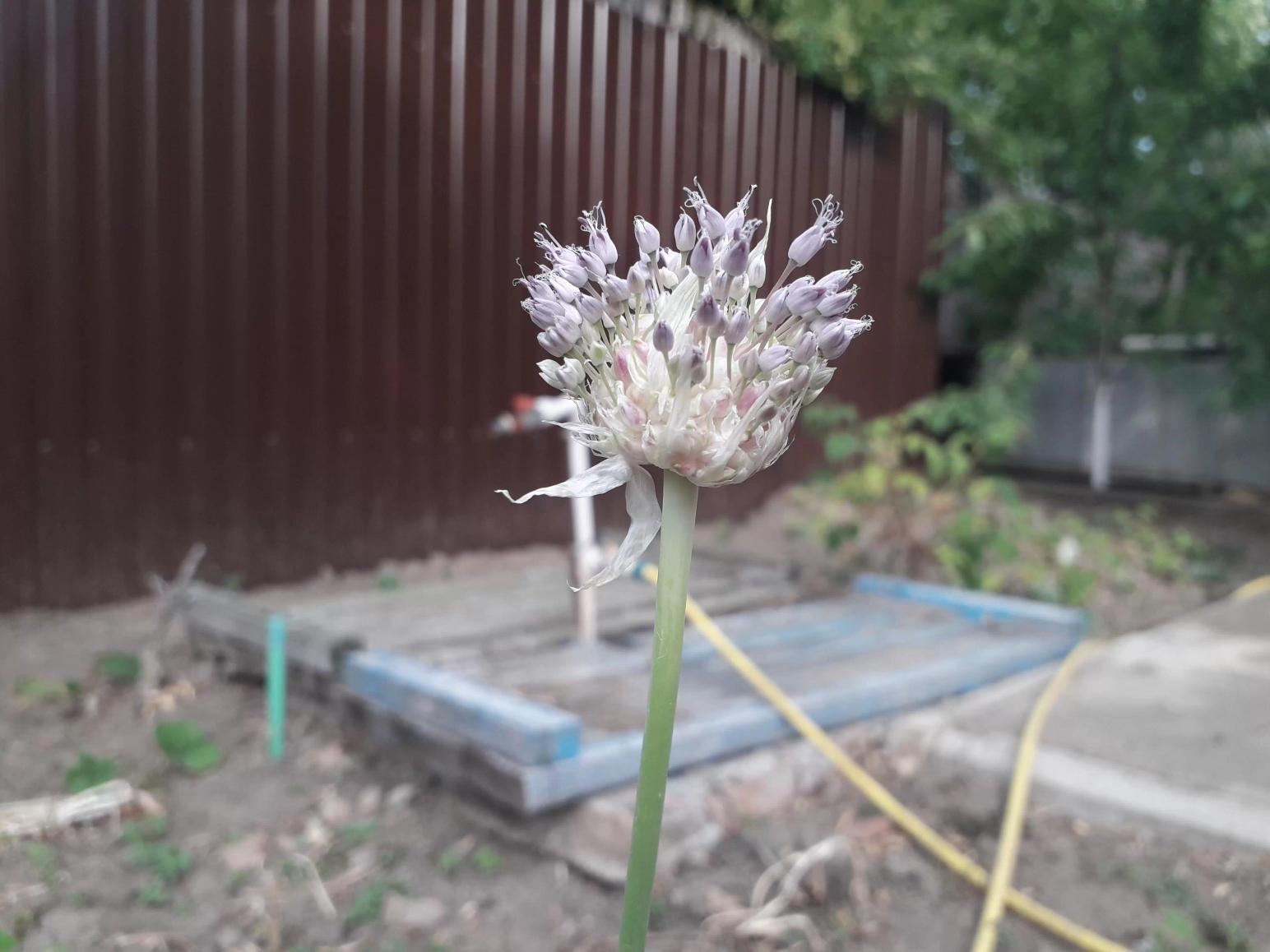 Что это за растение?