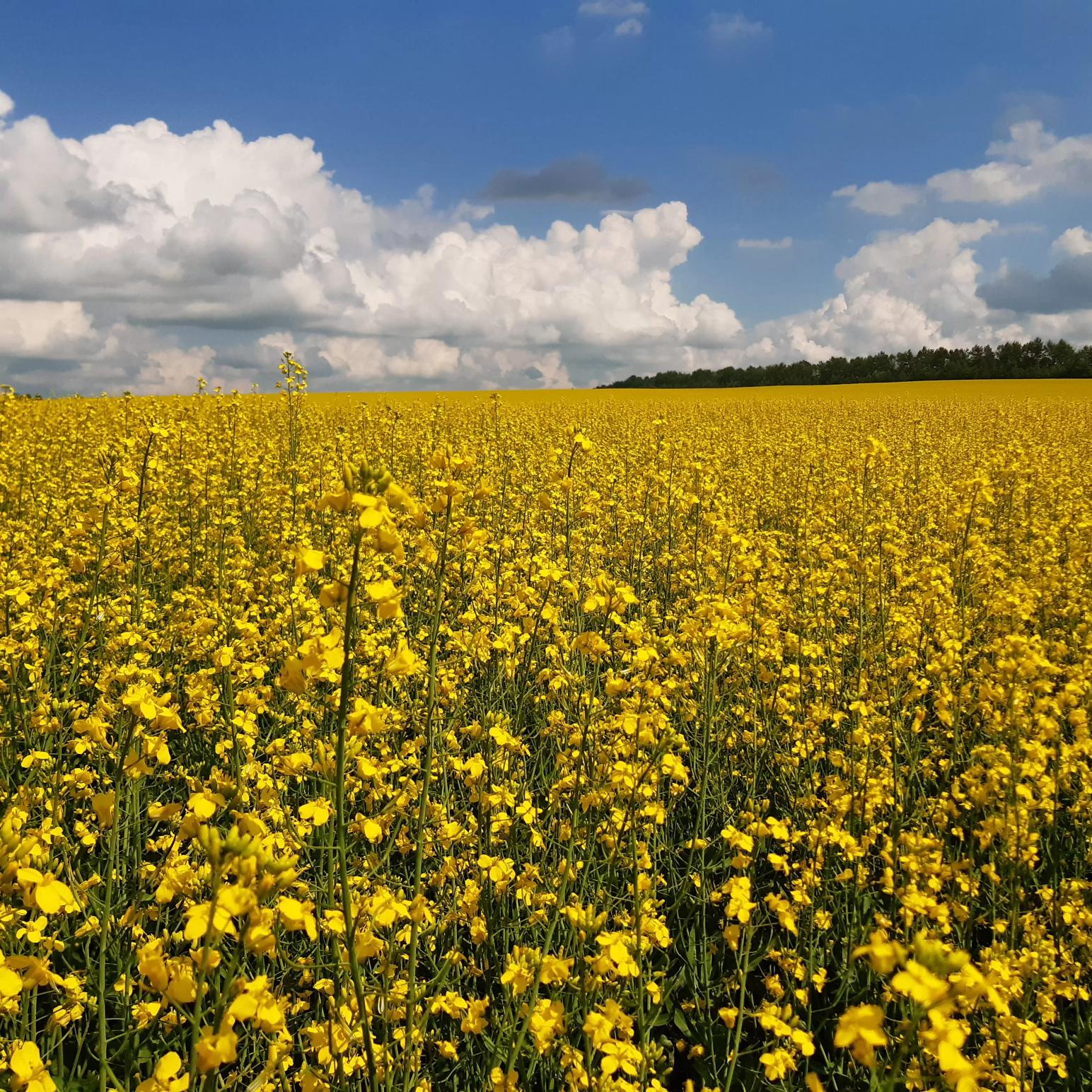 Влияние калийных удобрений на урожайность ярового рапса гибридов Джером и Джаз