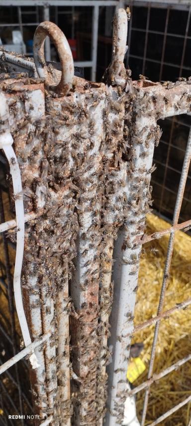 Мухи скоро унесут Телят😖😖😖