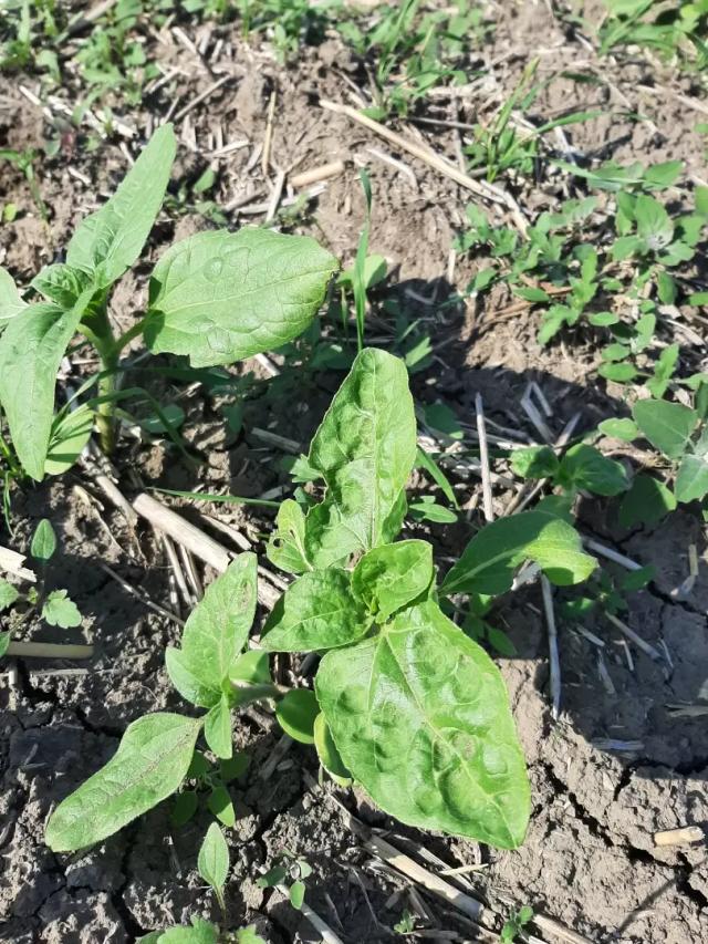 Что с подсолнечником?