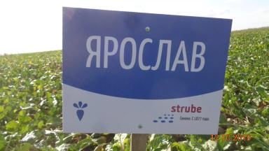 Сравнение гибридов сахарной свеклы