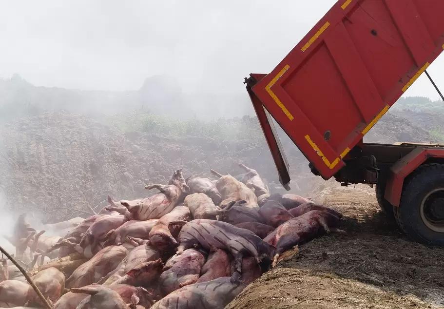 Изменения законодательства не на пользу животноводам.