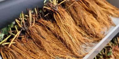 Особенности использования посадочного материала фриго