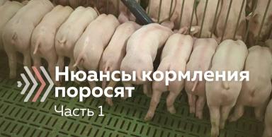 Кормление поросят: высокая перевариваемость и приятный вкус. Часть 1