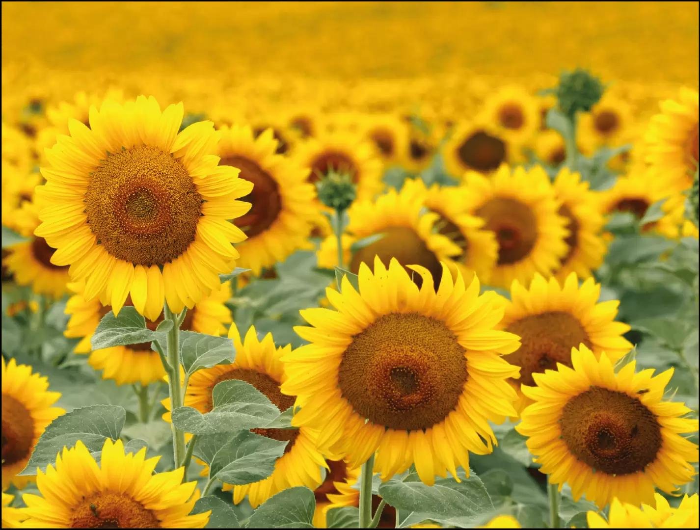 Ожидается увеличение производства масличных культур и растительных масел