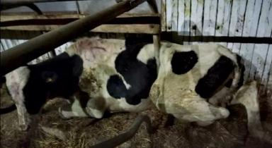 Как вызволить корову, или "Да как же тебя угараздило..?!"