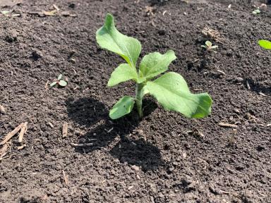 Причины закручивания листа подсолнечника