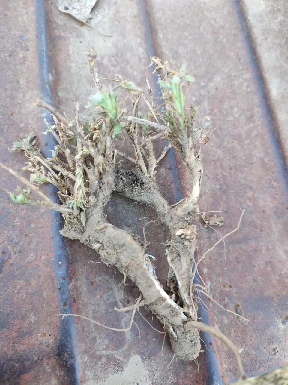 Вопросы для обсуждений: что за вредитель?